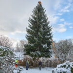 Ze zahrady na náměstí. Trutnov už má v centru města vánoční strom