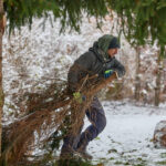 Ze zahrady na náměstí. Trutnov už má v centru města vánoční strom
