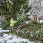 Ze zahrady na náměstí. Trutnov už má v centru města vánoční strom