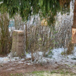 Ze zahrady na náměstí. Trutnov už má v centru města vánoční strom