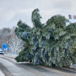 Ze zahrady na náměstí. Trutnov už má v centru města vánoční strom