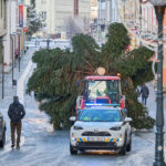 Ze zahrady na náměstí. Trutnov už má v centru města vánoční strom