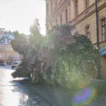 Ze zahrady na náměstí. Trutnov už má v centru města vánoční strom