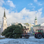 Ze zahrady na náměstí. Trutnov už má v centru města vánoční strom