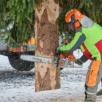 Ze zahrady na náměstí. Trutnov už má v centru města vánoční strom