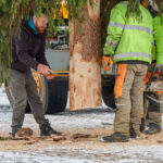 Ze zahrady na náměstí. Trutnov už má v centru města vánoční strom