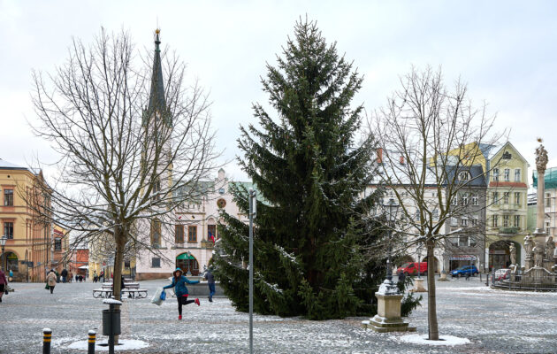 Ze zahrady na náměstí. Trutnov už má v centru města vánoční strom