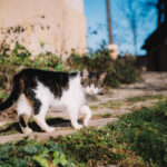 Dům obnovy tradic, ekologie a kultury – DOTEK v Horním Maršově