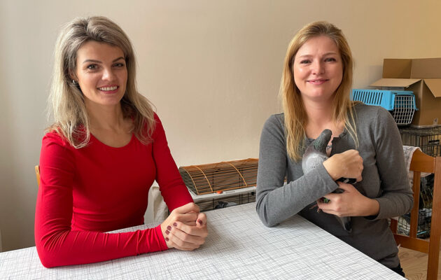 Holuba si můžete vychovat podobně jako papouška