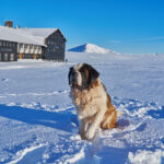 Sněžka na Boží hod objektivem Miloše Šálka