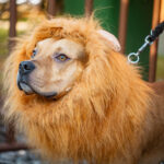 FOTO: Pilníkov se umí bavit aneb Tradice masopustu stále žije!