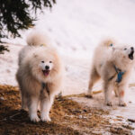 30. ročník Ledové jízdy, etapového závodu psích spřežení