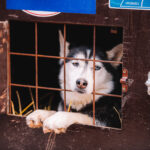 30. ročník Ledové jízdy, etapového závodu psích spřežení