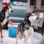 30. ročník Ledové jízdy, etapového závodu psích spřežení