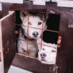 30. ročník Ledové jízdy, etapového závodu psích spřežení