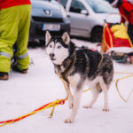 30. ročník Ledové jízdy, etapového závodu psích spřežení