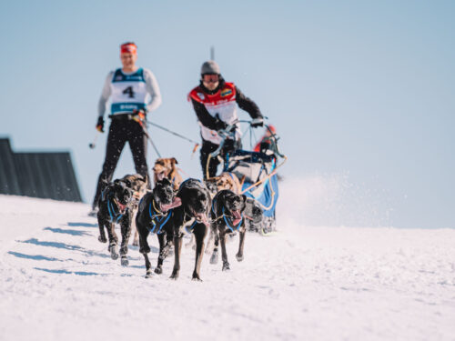 Vítězná posádka jubilejní Ledové jízdy? Musher Schejbal a běžkař Mastník!