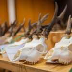 FOTO: Víkend na Lesárně ve znamení loveckých úlovků i dobrot