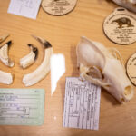 FOTO: Víkend na Lesárně ve znamení loveckých úlovků i dobrot