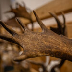 FOTO: Víkend na Lesárně ve znamení loveckých úlovků i dobrot