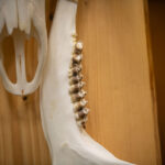 FOTO: Víkend na Lesárně ve znamení loveckých úlovků i dobrot