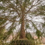 Město odstoupilo od plánu rekultivace lomu v Libči