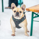 Moopstock 2025 ve Ski areálu Malá Úpa