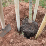 Ve Voletinách přibylo 35 ovocných stromů, se sázením pomáhaly děti