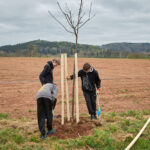 Ve Voletinách přibylo 35 ovocných stromů, se sázením pomáhaly děti