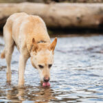 FOTO: U loděnice to žilo, na Úpě se jely Trutnovské slalomy