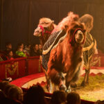FOTO, VIDEO: Cirkus Prince ukazuje nejen lachtaní show