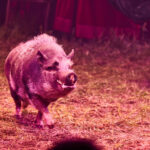 FOTO, VIDEO: Cirkus Prince ukazuje nejen lachtaní show