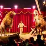 FOTO, VIDEO: Cirkus Prince ukazuje nejen lachtaní show