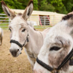 FOTO, VIDEO: Cirkus Prince ukazuje nejen lachtaní show