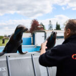 FOTO, VIDEO: Cirkus Prince ukazuje nejen lachtaní show