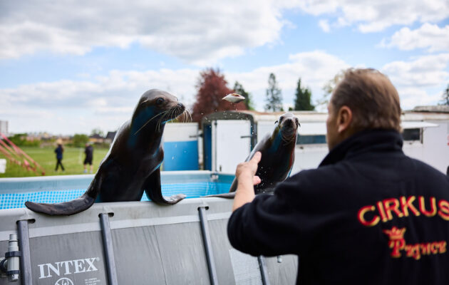 Cirkus Prince v Trutnově