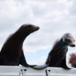 FOTO, VIDEO: Cirkus Prince ukazuje nejen lachtaní show