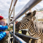 FOTO, VIDEO: Cirkus Prince ukazuje nejen lachtaní show
