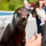 FOTO, VIDEO: Cirkus Prince ukazuje nejen lachtaní show