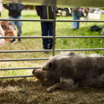 FOTO, VIDEO: Cirkus Prince ukazuje nejen lachtaní show