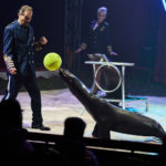 FOTO, VIDEO: Cirkus Prince ukazuje nejen lachtaní show