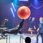 FOTO, VIDEO: Cirkus Prince ukazuje nejen lachtaní show