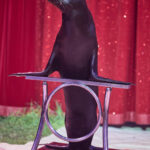 FOTO, VIDEO: Cirkus Prince ukazuje nejen lachtaní show