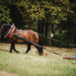 Den otevřených lesů - Zahradní slavnost na Para