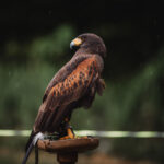 Den otevřených lesů - Zahradní slavnost na Para