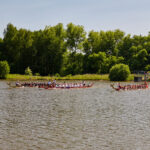 Draci na Dolcích, 15. ročník závodu dračích lodí