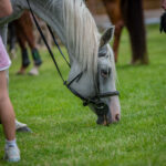 Memoriál Františka Ventury ve Svobodě nad Úpou - 8. ročník
