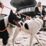 Svatovavřinecká pouť na Sněžku