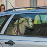 FOTO: Trutnovský jarmark – hudba, řemesla a rodinná pohoda na Krakonošově náměstí