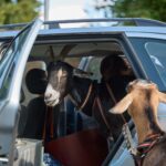 FOTO: Trutnovský jarmark – hudba, řemesla a rodinná pohoda na Krakonošově náměstí